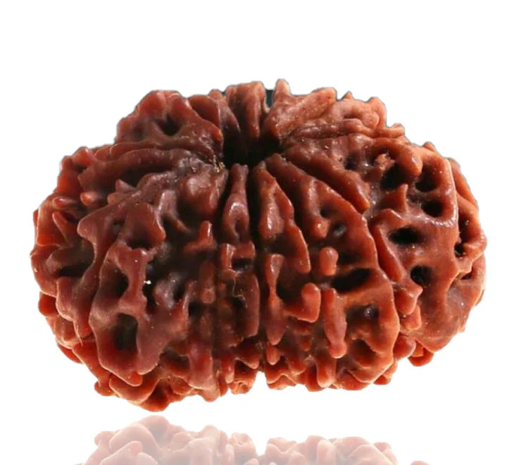 Nepali Rudraksha
